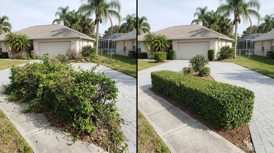 Result tree service in Cape Coral - Cape Coral Tree Service